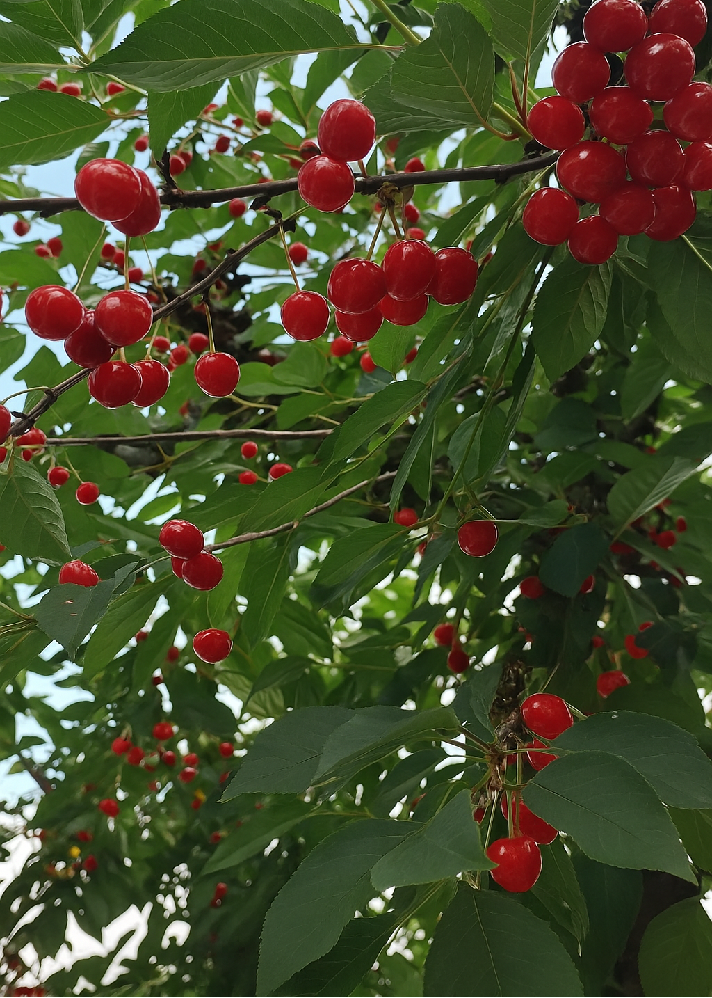 Cerisier Griotte de Montmorency
