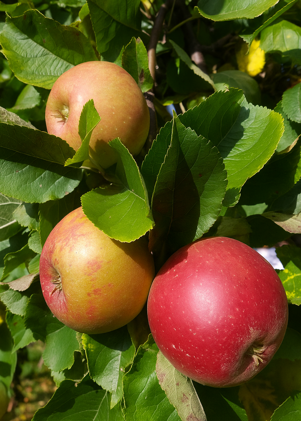 Pommier Belle de Boskoop