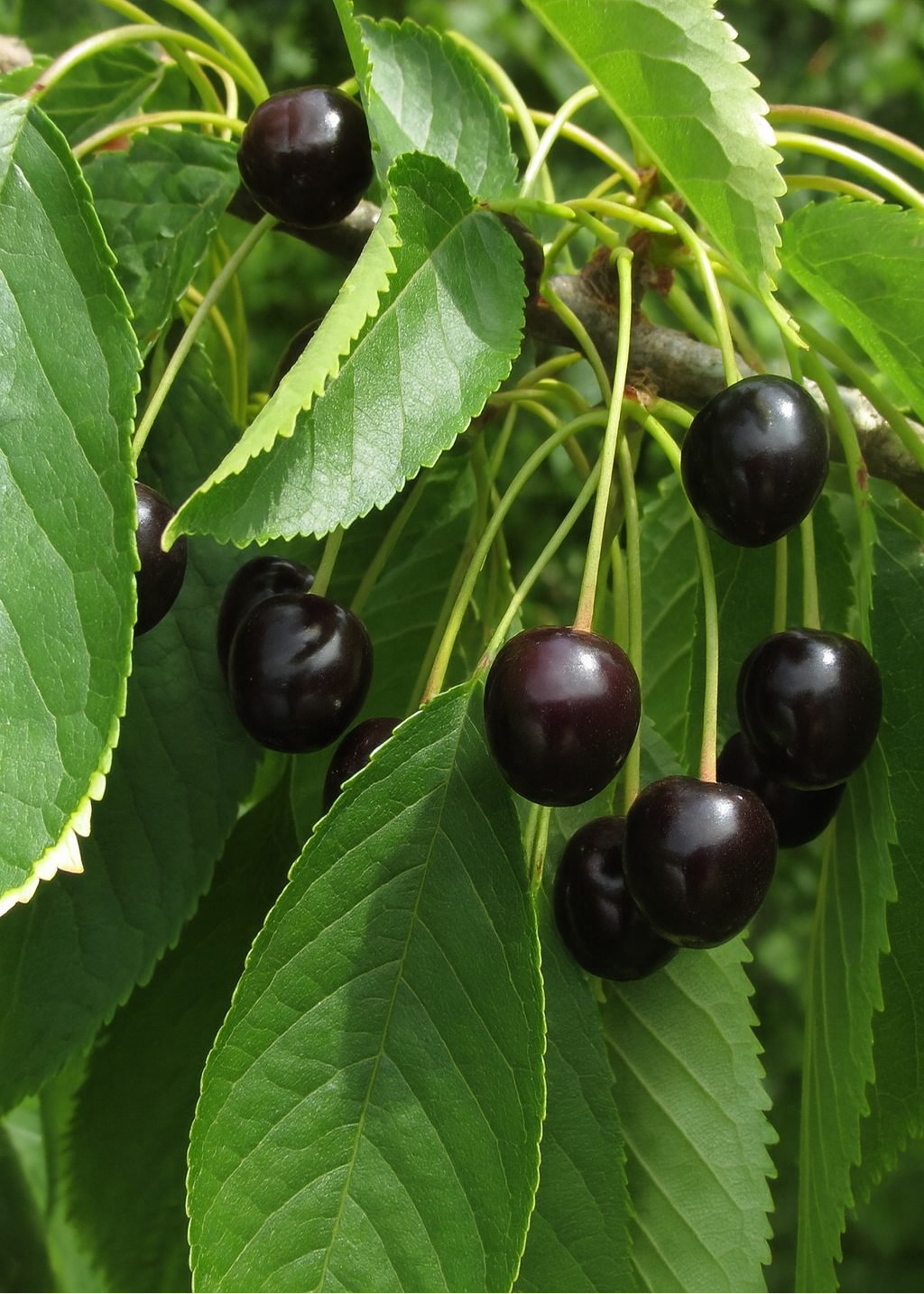 Cerisier Bigarreau Noir de Meched