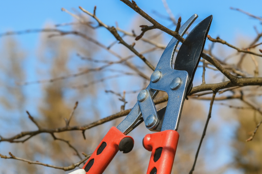 Bien tailler un jeune arbre fruitier