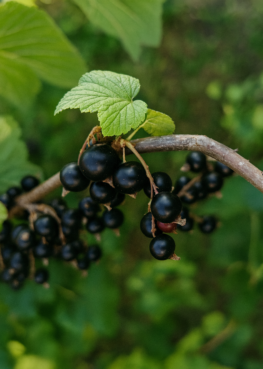 Cassissier Black Down