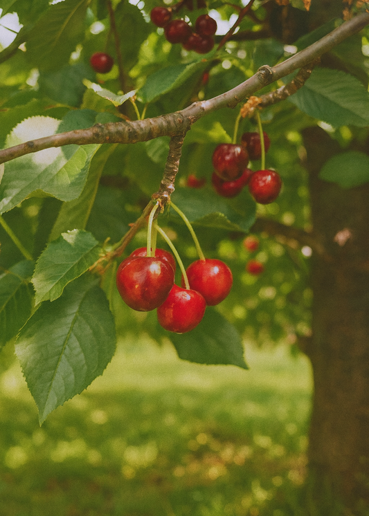 Cerisier Bigarreau Burlat