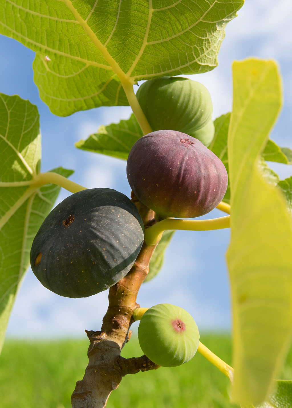 Figuier Bourjassotte