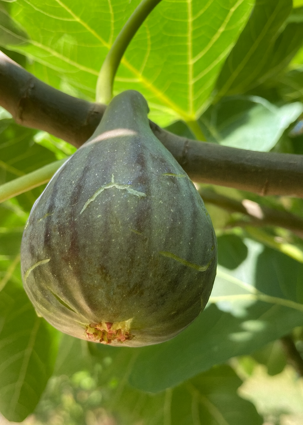 Figuier Grise de Saint-Jean