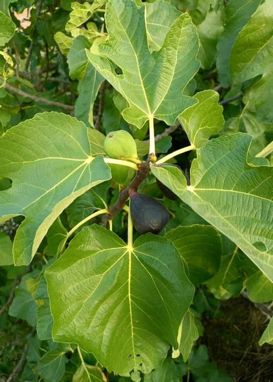 Figuier Noire de Caromb