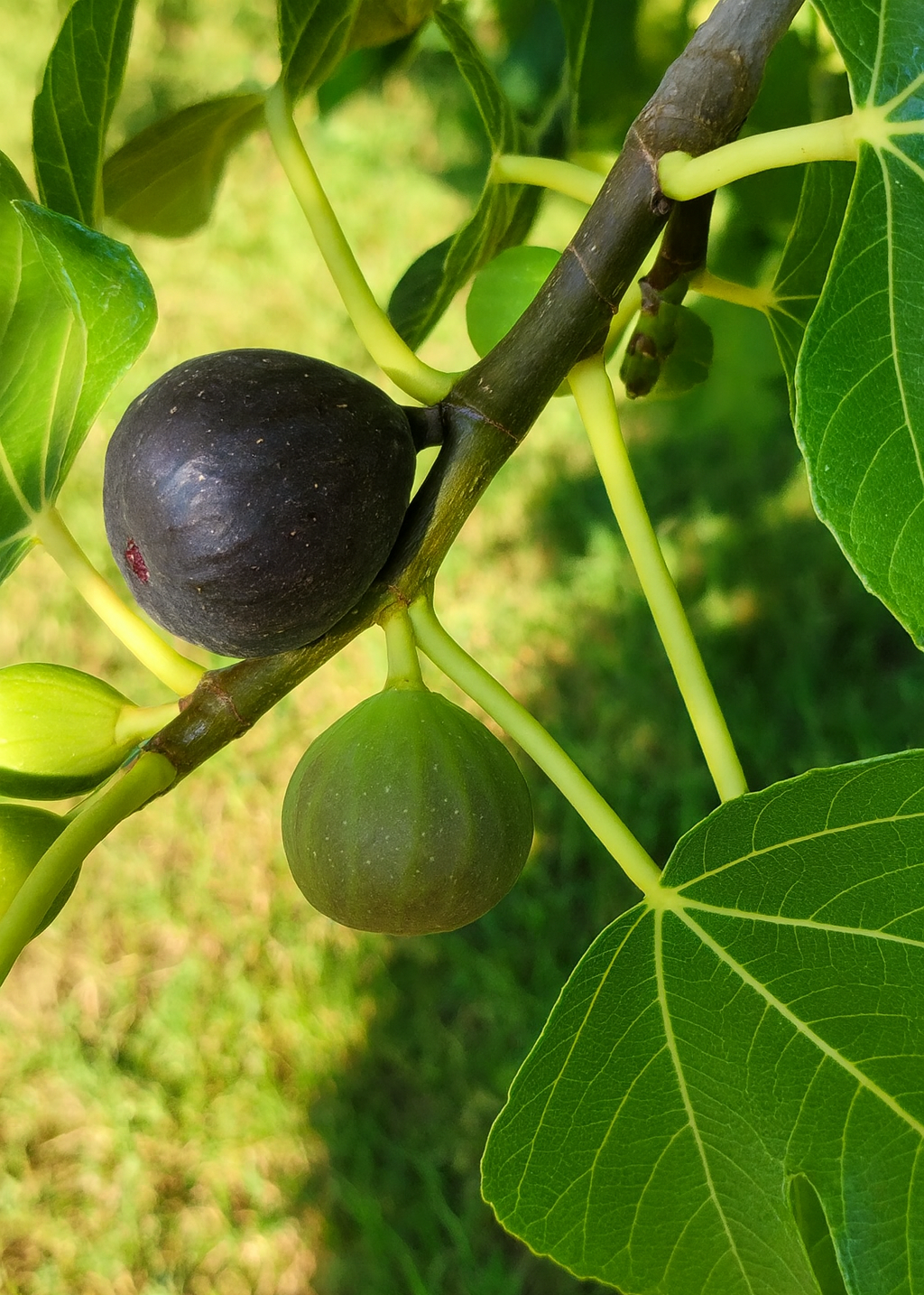Figuier Ronde de Bordeaux