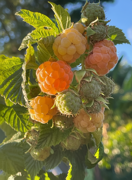 Framboisier Fallgold