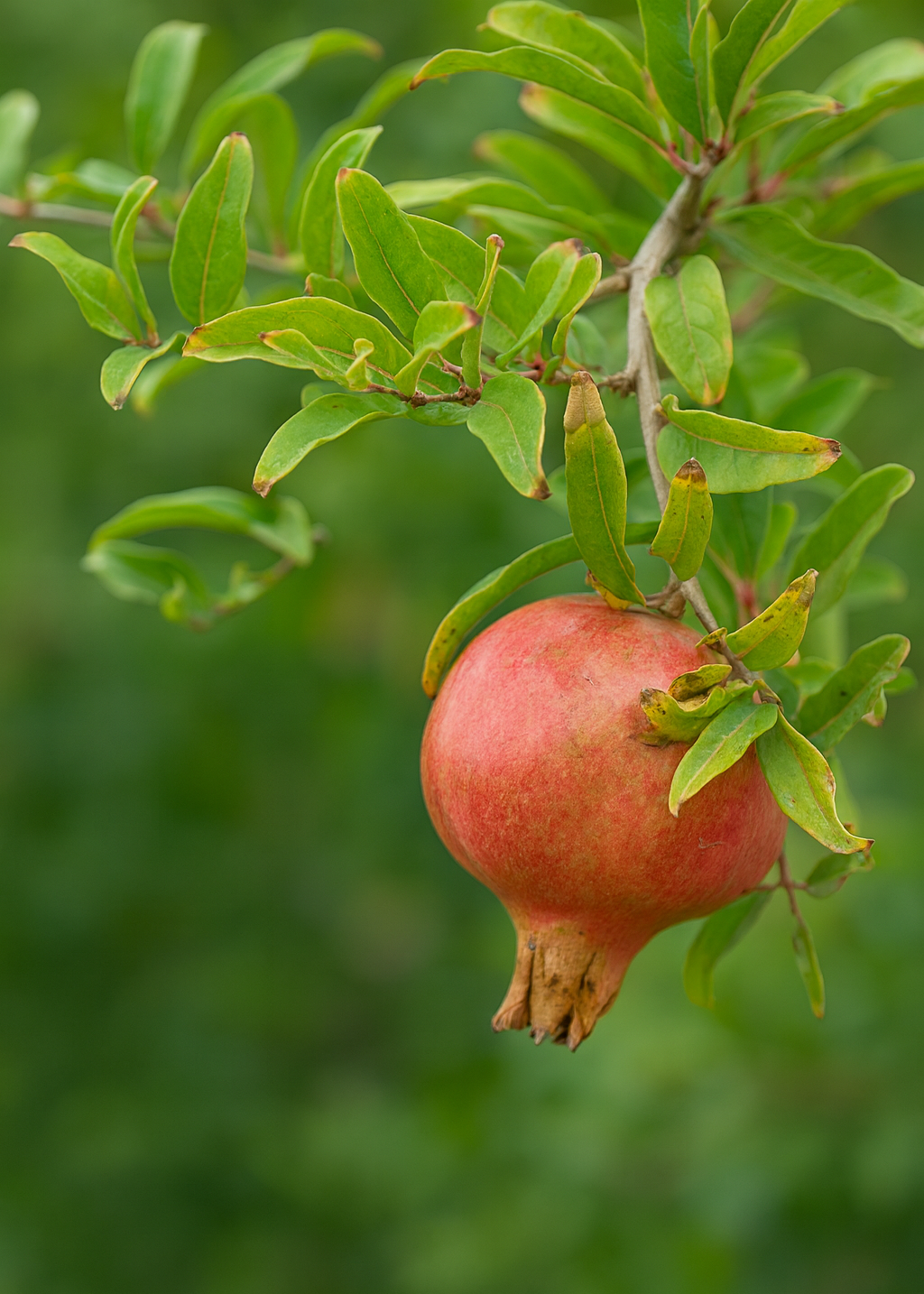 Grenadier de Provence
