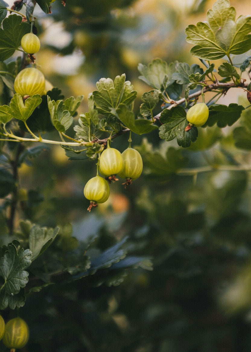 Groseillier à maquereaux Vert Bancker