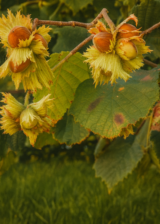 Noisetier Fertile de Coutard