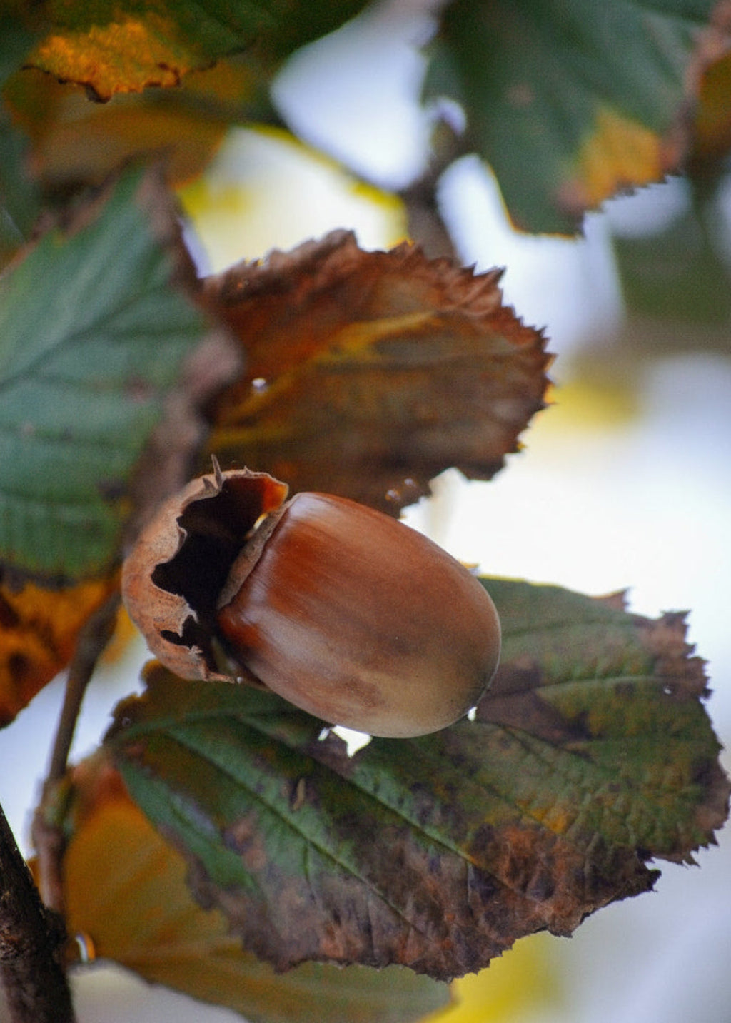 Noisetier Longue d’Espagne