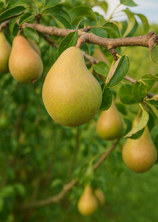 Poirier Beurré Hardy