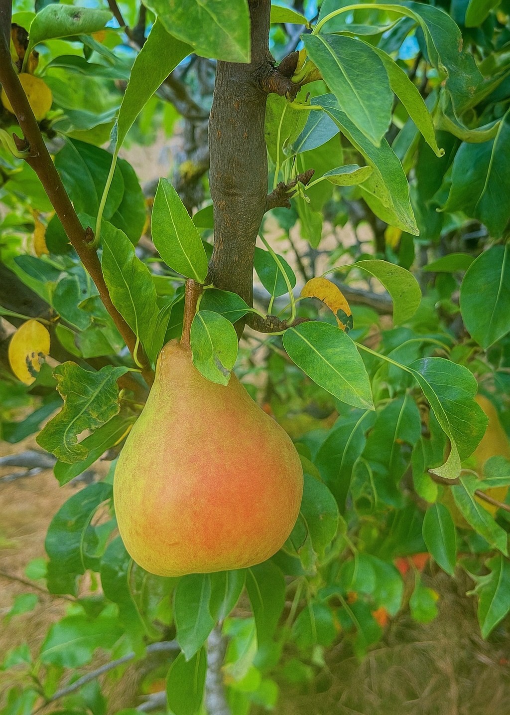 Poirier Docteur Jules Guyot