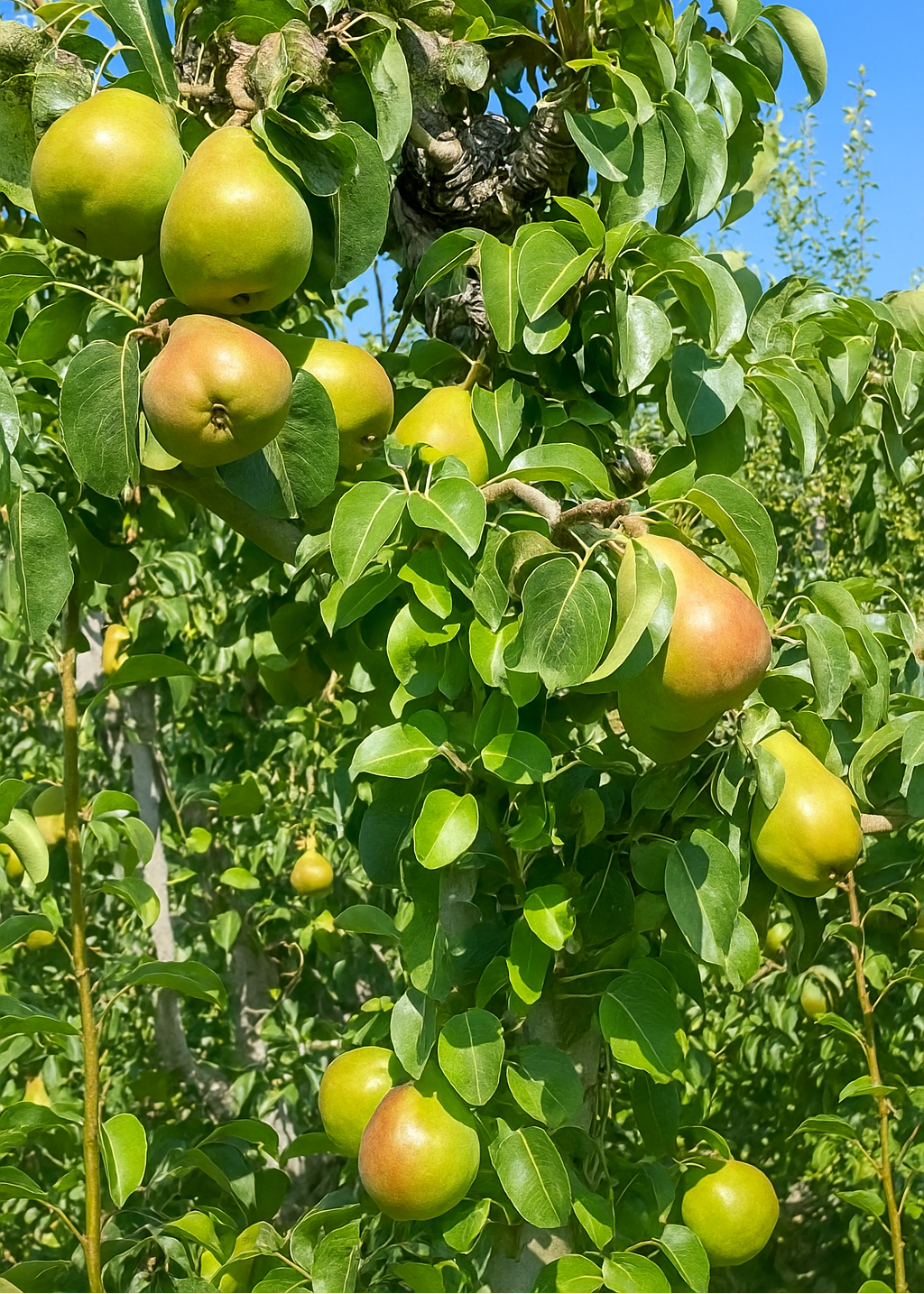 Poirier Doyenné du Comice