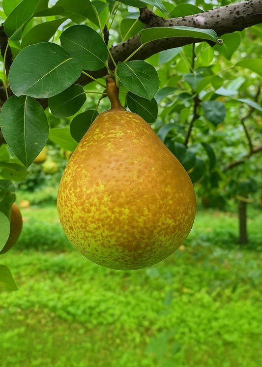 Poirier Général Leclerc