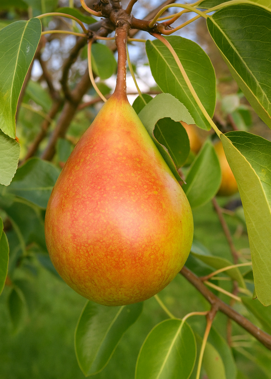 Poirier Pierre Corneille