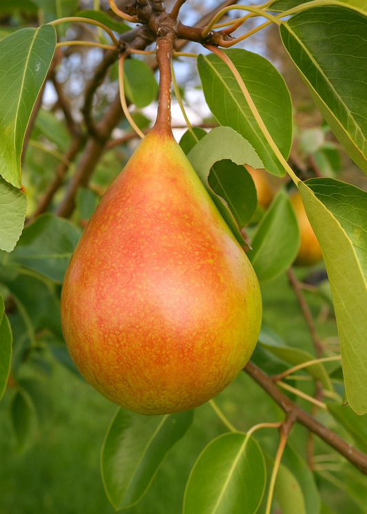 Poirier Pierre Corneille