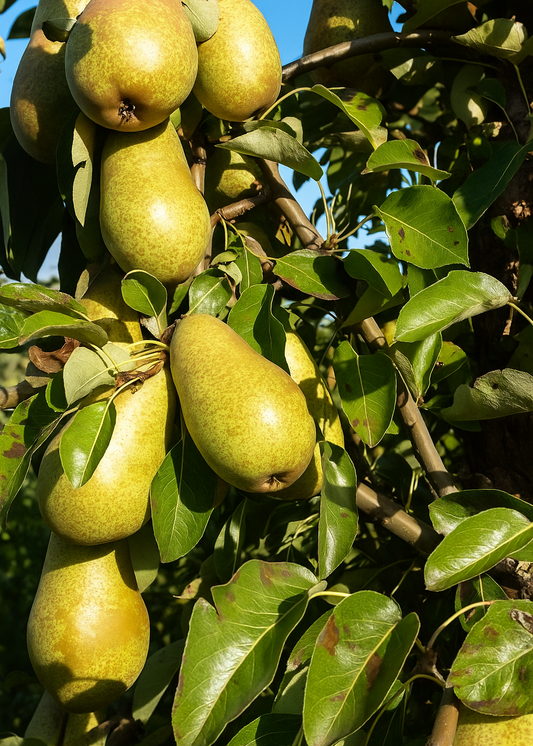 Poirier Triomphe de Vienne