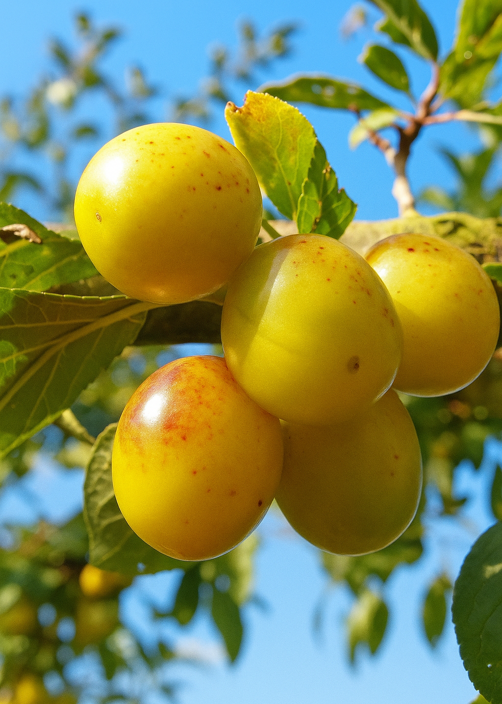 Prunier Mirabelle de Metz