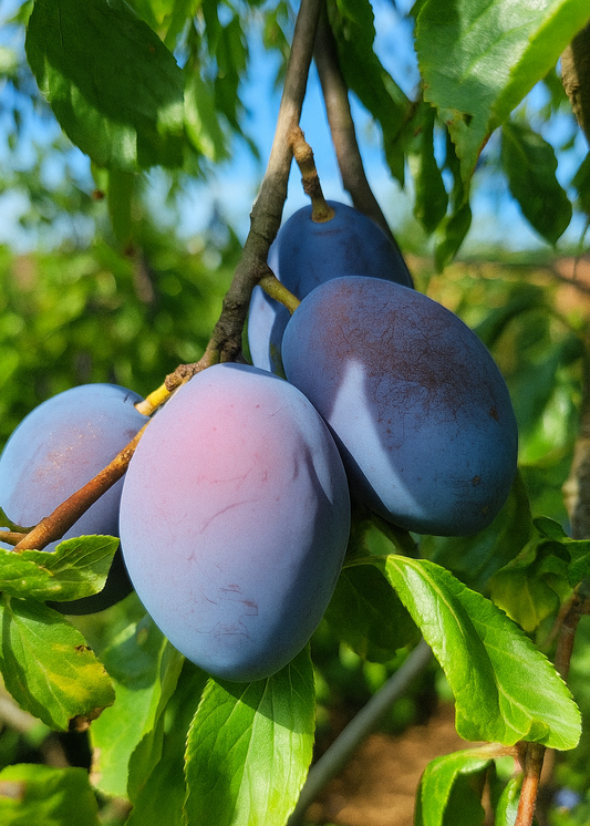 Prunier Quetsche d’Alsace