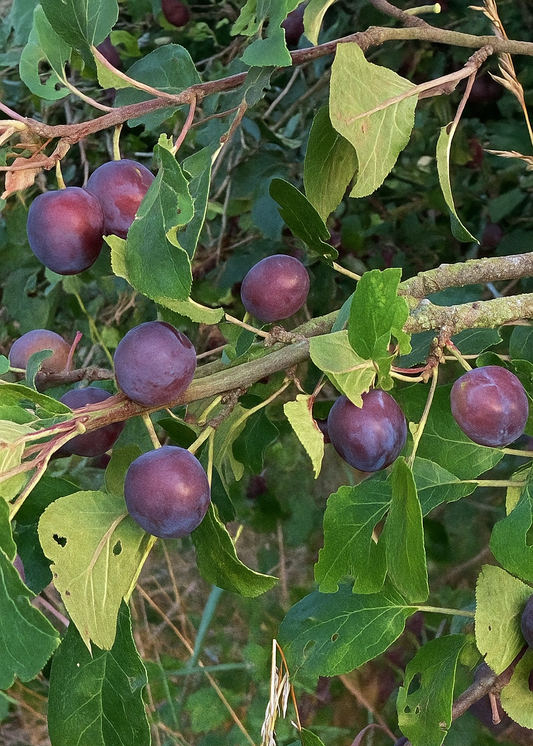 Prunier Reine Claude Violette