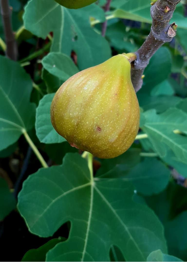 Figuier Madeleine des Deux Saisons