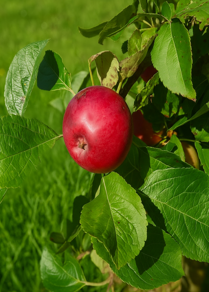 Pommier Astrakan Rouge